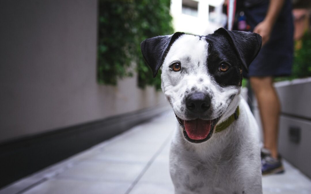 Handling Leash Reactivity