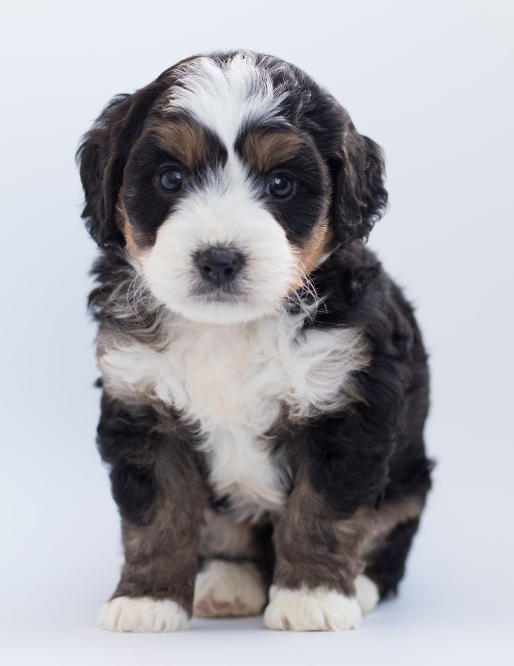 puppy training in dfw
